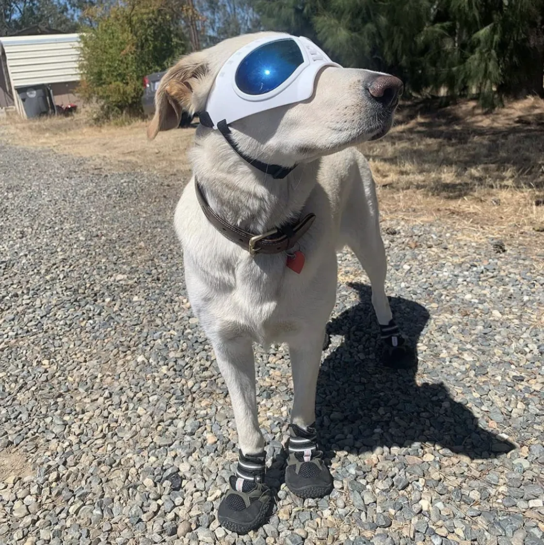 QUMY Large Dog Goggles UV